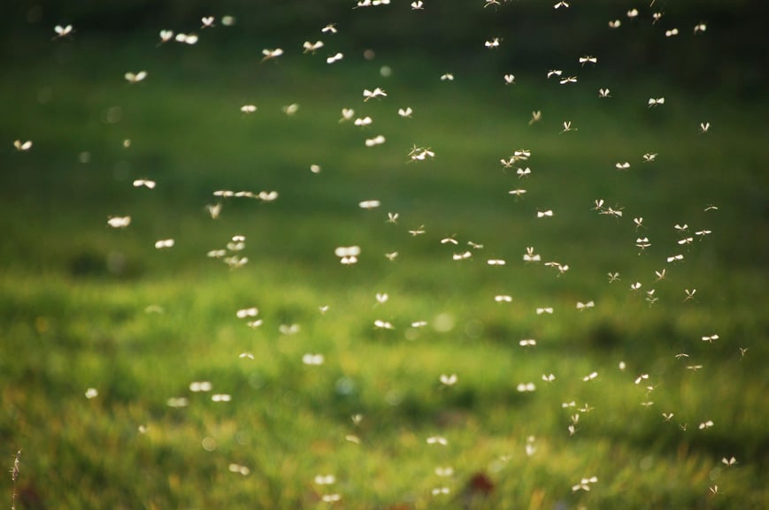 mosquitoes.jpg mosquitoes.jpg