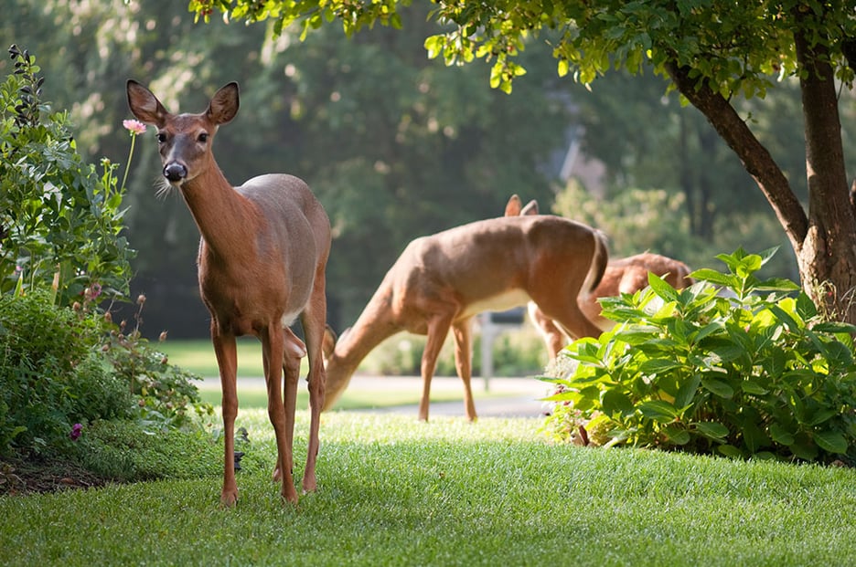 deer-favored-food.jpg deer-favored-food.jpg